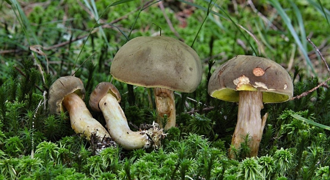 41eeadcca332dc0694cc255a5e64d40a Польський гриб, фото і опис, відмінність боровика від білого гриба, де росте їстівний чи ні