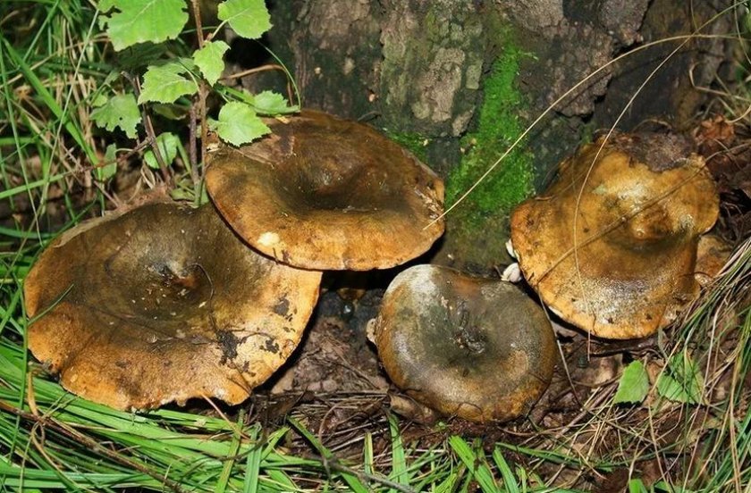 43f1d82a6e8c095a1162dd5a218a9f88 Чорний груздь: фото і опис, як виглядає гриб їстівний чи ні, як відрізнити