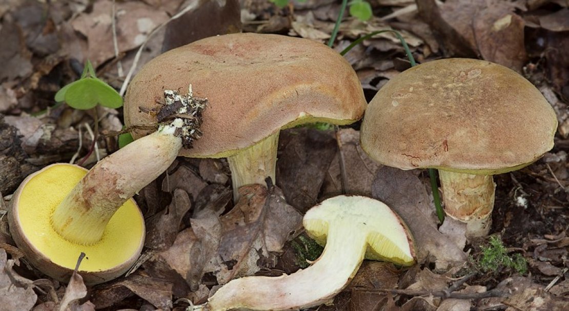 46e97307e4209a54aa0e676e7421b101 Польський гриб, фото і опис, відмінність боровика від білого гриба, де росте їстівний чи ні