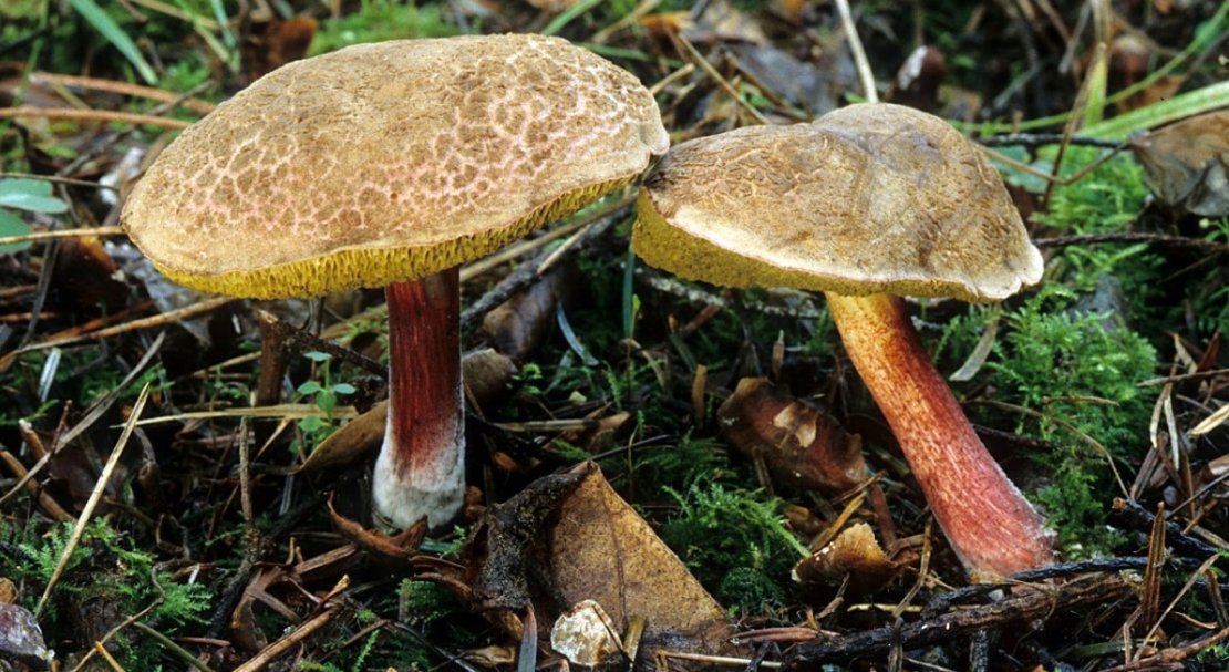 49e74669f03df08cf38664b55ed9bbb7 Польський гриб, фото і опис, відмінність боровика від білого гриба, де росте їстівний чи ні