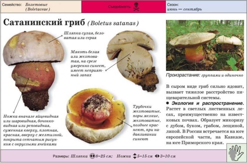 50d68c882f518b071e0a035456d3412f Польський гриб, фото і опис, відмінність боровика від білого гриба, де росте їстівний чи ні