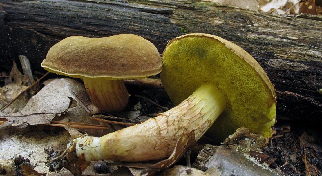 536465522934b80da034bd2698399b35 Польський гриб, фото і опис, відмінність боровика від білого гриба, де росте їстівний чи ні