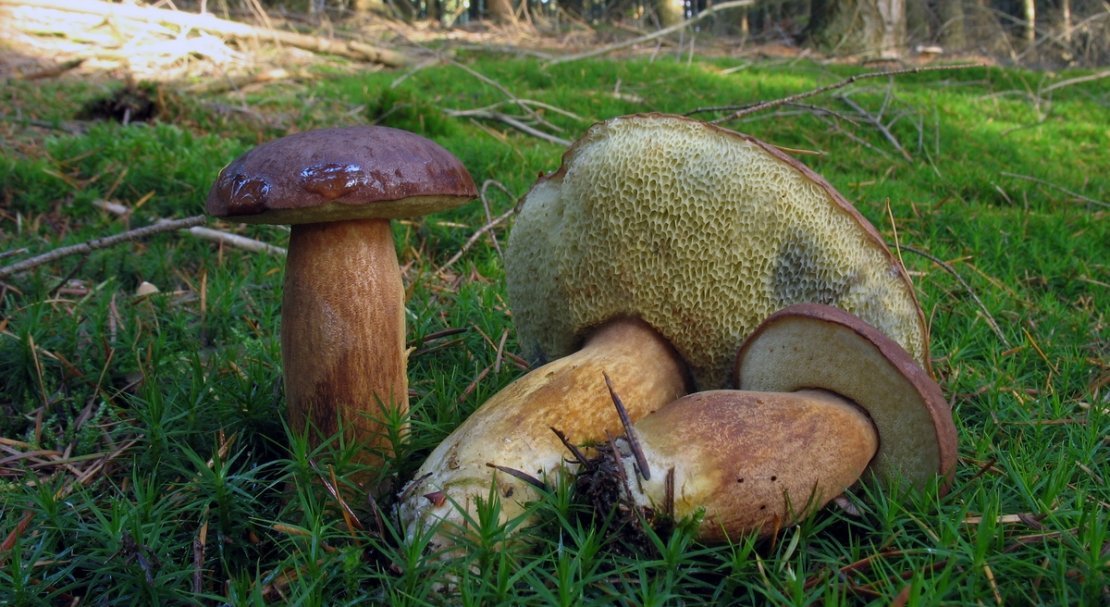 84f9f9957c349fae6de00acc455d4f94 Польський гриб, фото і опис, відмінність боровика від білого гриба, де росте їстівний чи ні