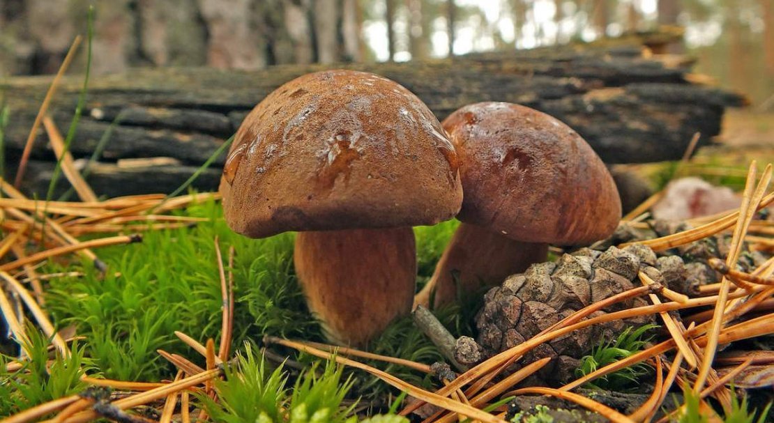 8dc1002ce21d1cfe452dde0ecd39fa7b Польський гриб, фото і опис, відмінність боровика від білого гриба, де росте їстівний чи ні