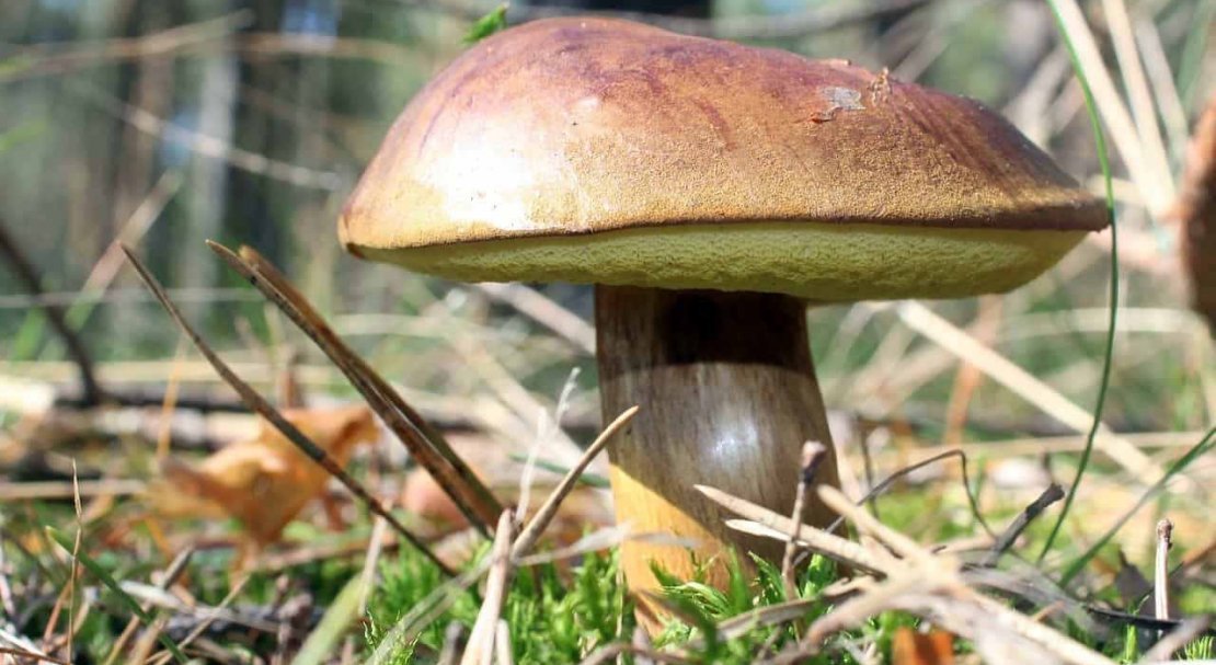 9915db2bec41e0d8c967f623680d550f Польський гриб, фото і опис, відмінність боровика від білого гриба, де росте їстівний чи ні