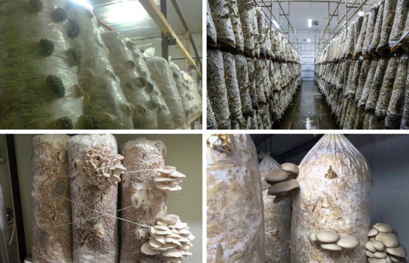 a061399d61f074da209335d505613cd3 Гливи в підвалі: технологія та особливості вирощування грибів у домашніх умовах, на пеньках і в субстраті, догляд
