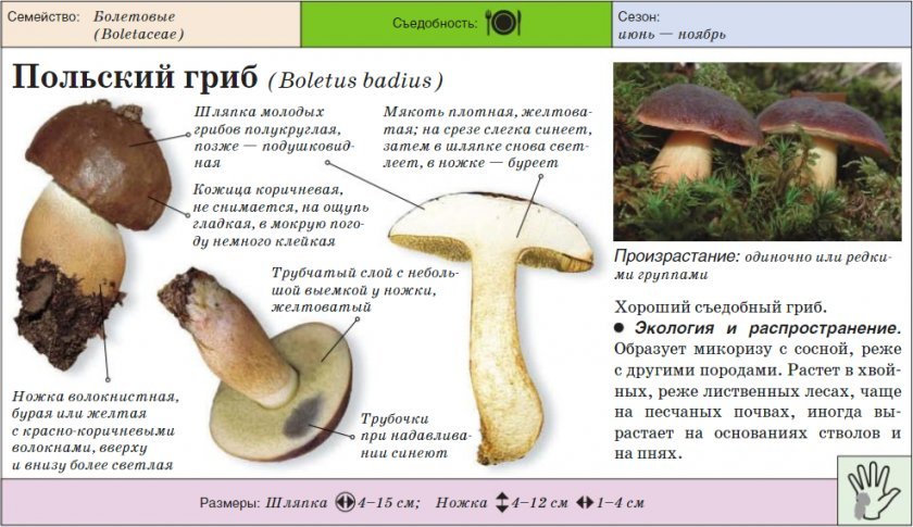 a06fbdedf6501b342e882ea178005df7 Польський гриб, фото і опис, відмінність боровика від білого гриба, де росте їстівний чи ні