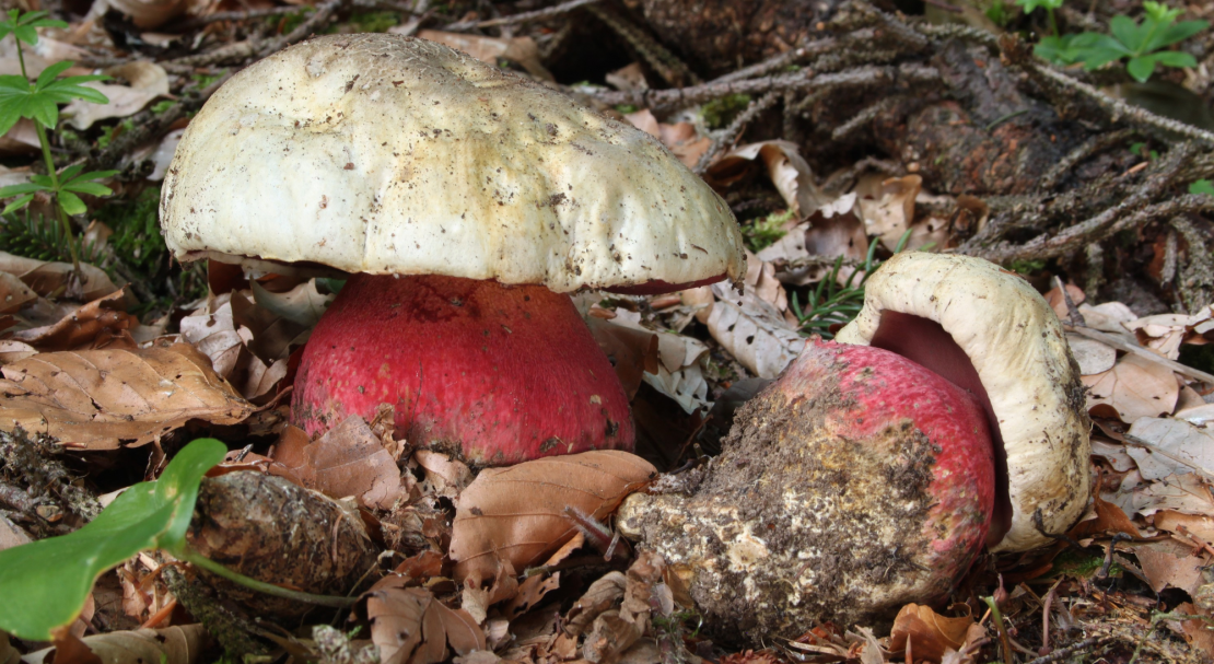 a3672c6ababb00727f253abeae647a30 Польський гриб, фото і опис, відмінність боровика від білого гриба, де росте їстівний чи ні
