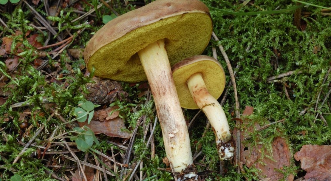b34e1ba8abadada018a351e0492f59b9 Польський гриб, фото і опис, відмінність боровика від білого гриба, де росте їстівний чи ні