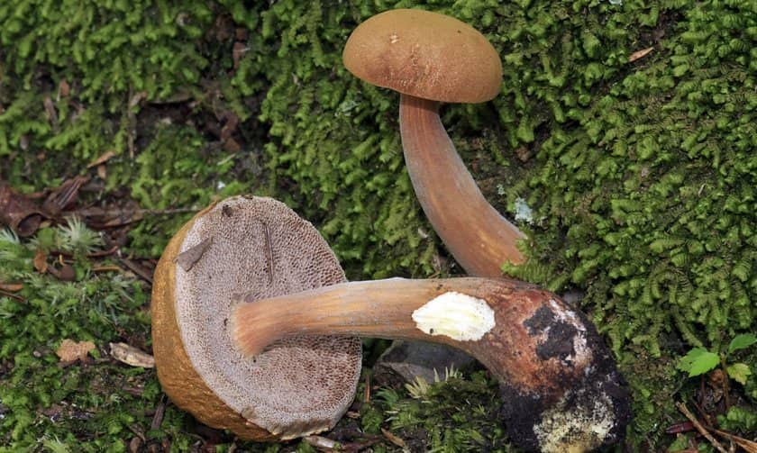 b3de0c8704b2de6623112322089bfb4d Польський гриб, фото і опис, відмінність боровика від білого гриба, де росте їстівний чи ні