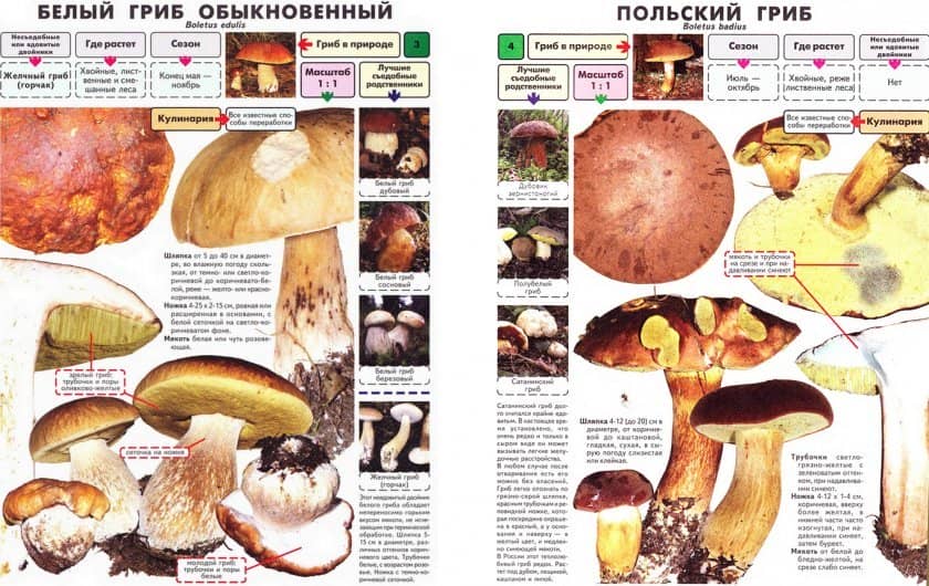bc1467bb318a05d672587e2d24832974 Польський гриб, фото і опис, відмінність боровика від білого гриба, де росте їстівний чи ні