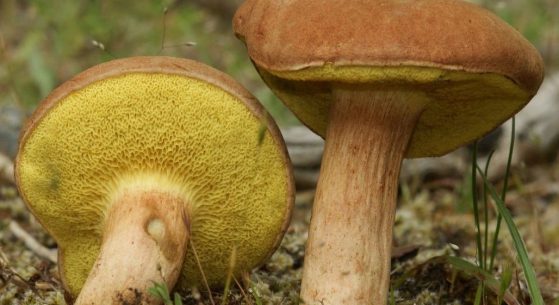 c112acd7b66fc96f4c345c65e512173c Польський гриб, фото і опис, відмінність боровика від білого гриба, де росте їстівний чи ні