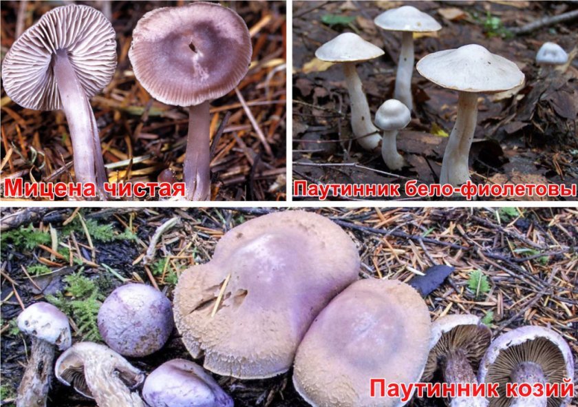 d644ffa326b72bff94954467e2af27ac Рядовка фіолетова: їстівний чи ні, як готувати, корисні властивості та можливу шкоду від гриба, фото і опис