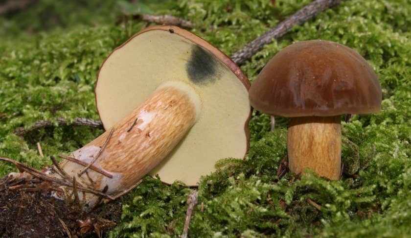 e35cc31442f2e7304c61ad05d760af29 Польський гриб, фото і опис, відмінність боровика від білого гриба, де росте їстівний чи ні