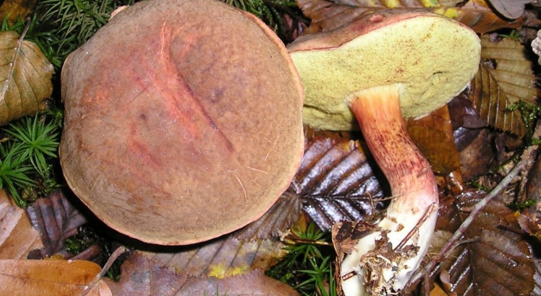 e39f6ce3fe4111069ddf8f89f2fd9b23 Польський гриб, фото і опис, відмінність боровика від білого гриба, де росте їстівний чи ні