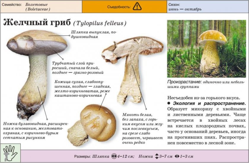ed4754fb036cf6385748e738dd169f78 Польський гриб, фото і опис, відмінність боровика від білого гриба, де росте їстівний чи ні