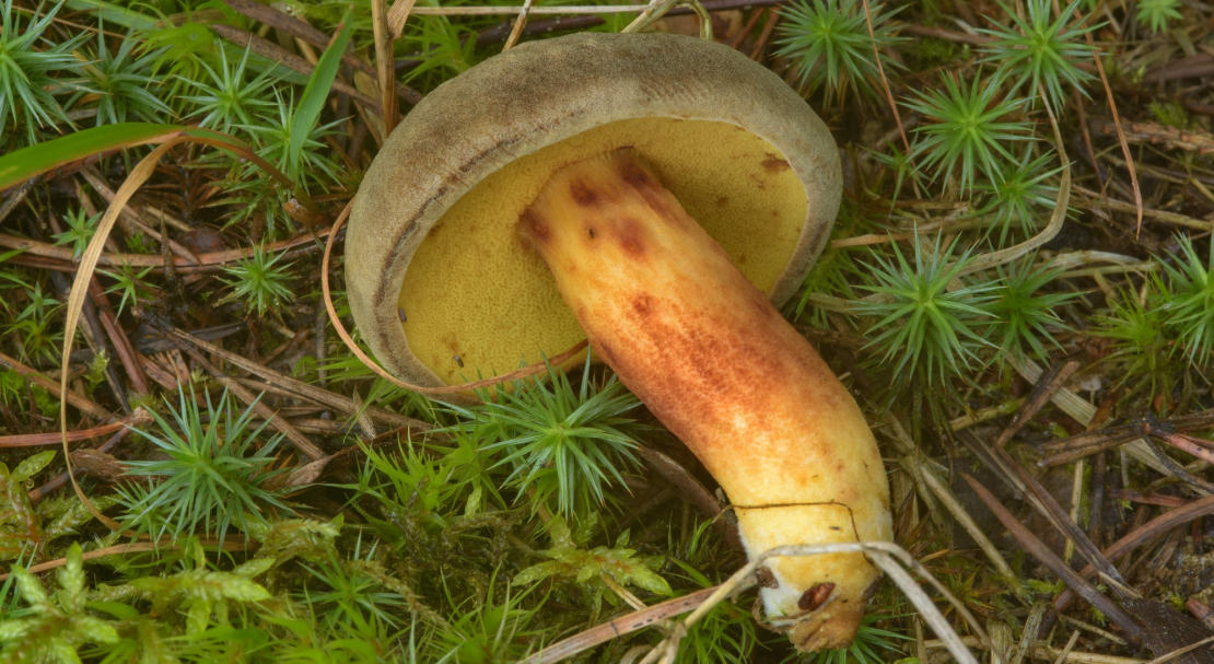 f43906de63ce804a2df8224e609b0c3a Польський гриб, фото і опис, відмінність боровика від білого гриба, де росте їстівний чи ні