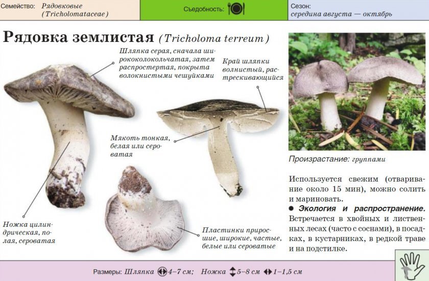 хранительницы очага грибы плюсы фото и описание полтавском институте экономики