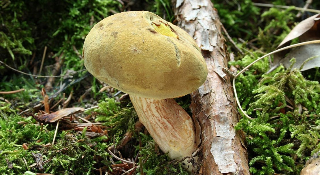 facf88abf4b7e1282d1d776d5fdba6f6 Польський гриб, фото і опис, відмінність боровика від білого гриба, де росте їстівний чи ні