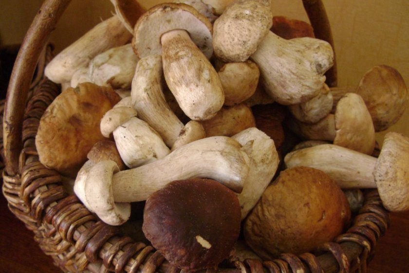 e6b5e81fe50333512d331b06e17a84fb Білі гриби, запечені в духовці: рецепти з картоплею, з сиром, з мясом