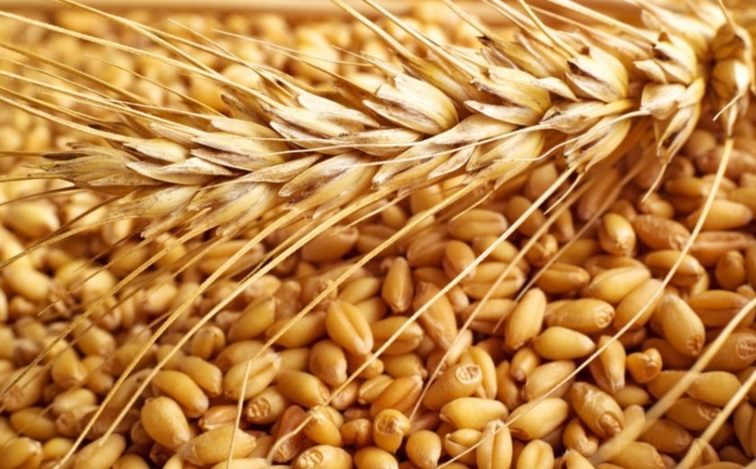 2ed486f5f55656c9c1e81026e8ff6e4f Пшенична горілка в домашніх умовах: як зробити з пшениці з дріжджами і без них, виготовлення первака, як робили в СРСР, рецепти