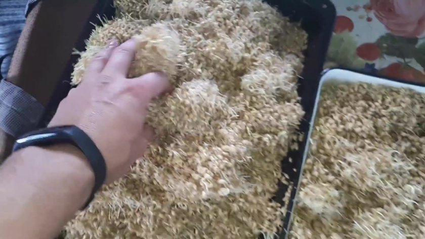 ae4cbcc0848c23b7f3d947d06368b770 Брага із пшеничного борошна: як зробити в домашніх умовах самогон на ферментах і на дріжджах, покрокові рецепти з фото і пропорціями