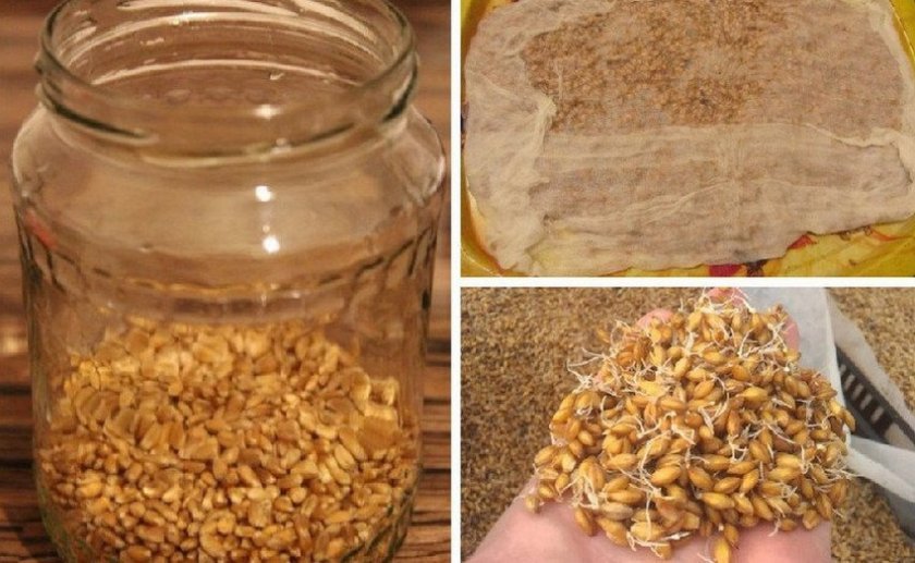 c270a00610c9a06a91a046c1f01fcf51 Самогон з пшениці без дріжджів: рецепти приготування браги в домашніх умовах, як зробити без пророщування, скільки разів можна і як поставити брагу