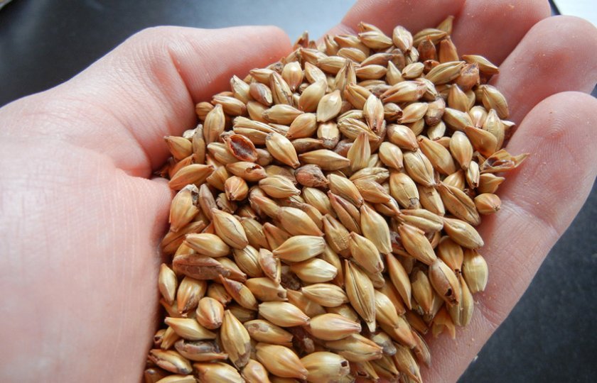 fc955fb99c5682b3e418eac6c49ca7f9 Як зробити солод з пшениці в домашніх умовах: рецепт браги і самогону з пшеничного солоду своїми руками, як осахарить для отримання продукту